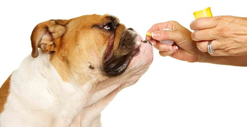 ENTAFARMA plečia veiklą veterinarinių vaistų srityje
